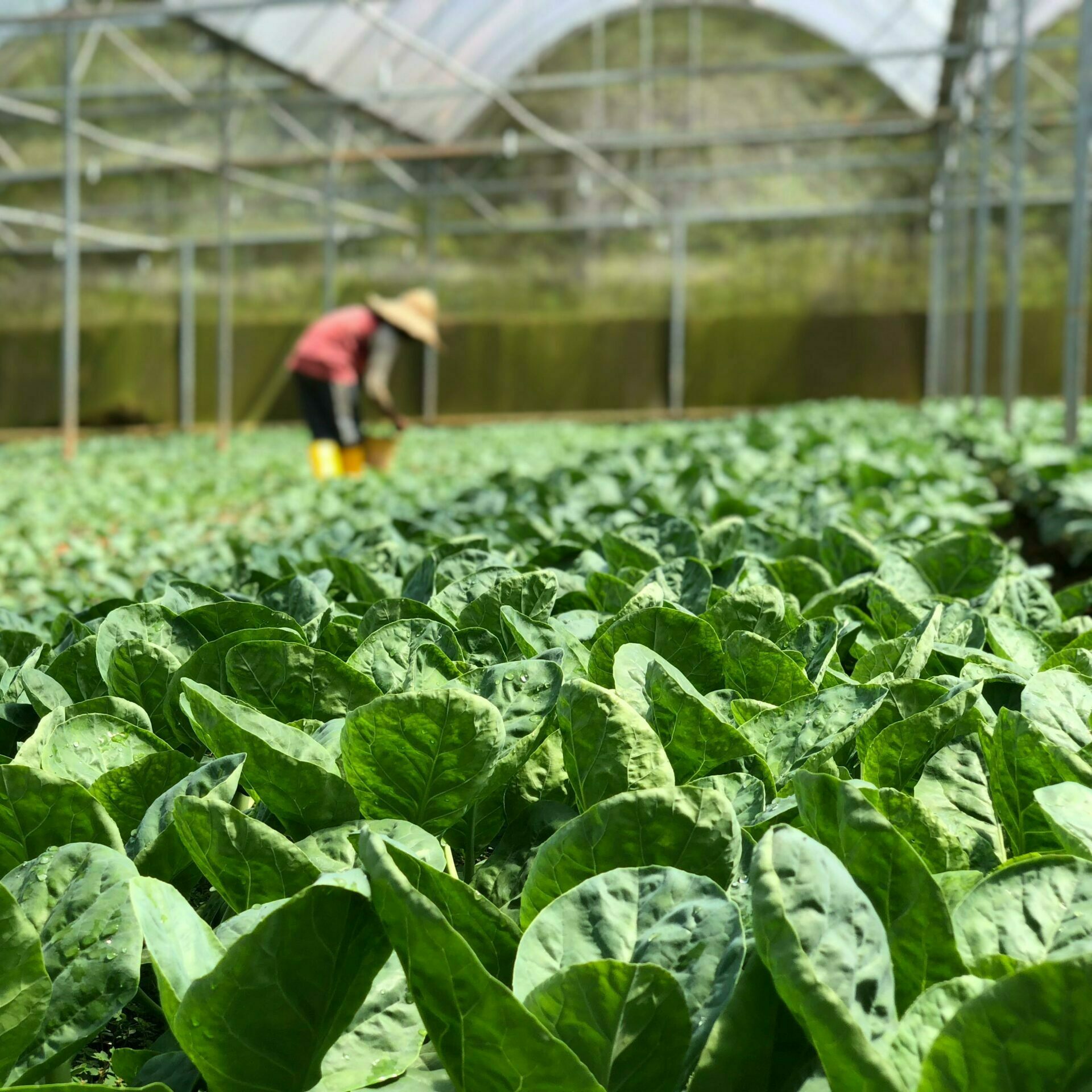 activite-horticulture-a-hyeres-dans-le-var entreprise d'horticulture a hyeres dans le var
